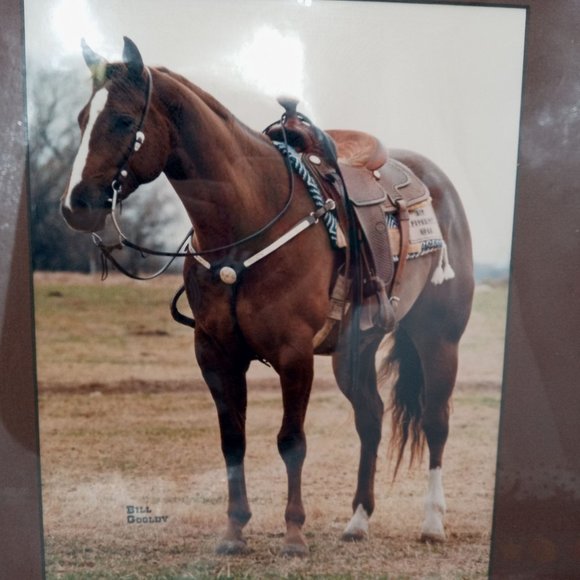 Beautiful Horse Photograph Framed Found Photo Art Cowboy Western Ranch Decor 14 - Picture 9 of 13